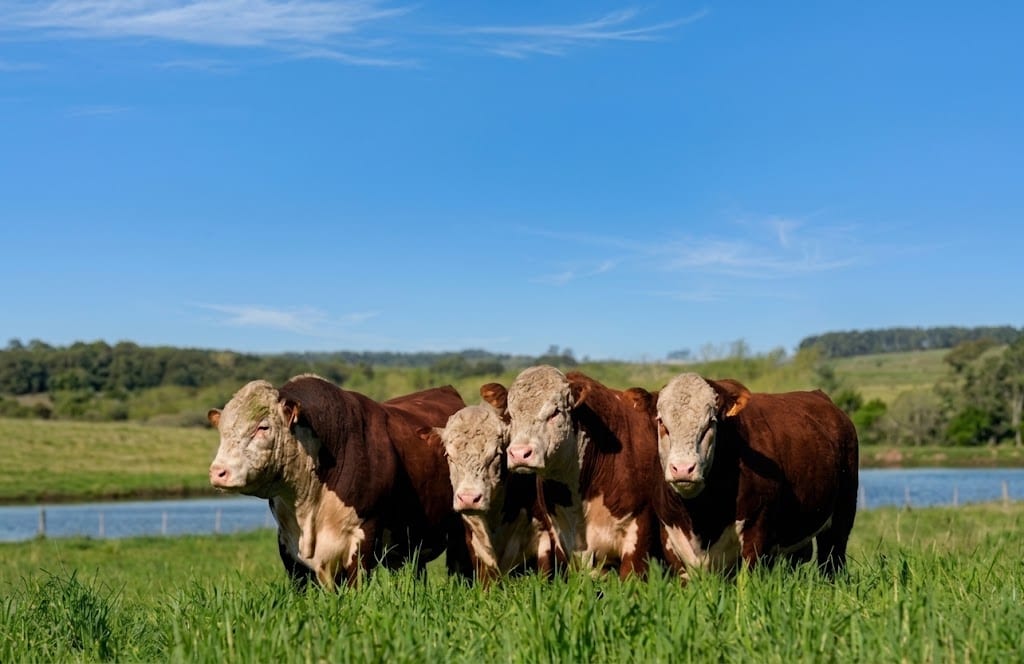Toros Hereford